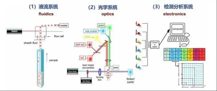 从药物初筛到验证：磷酸化蛋白检测的最优技术组合策略