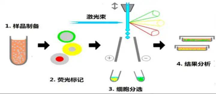 从药物初筛到验证：磷酸化蛋白检测的最优技术组合策略