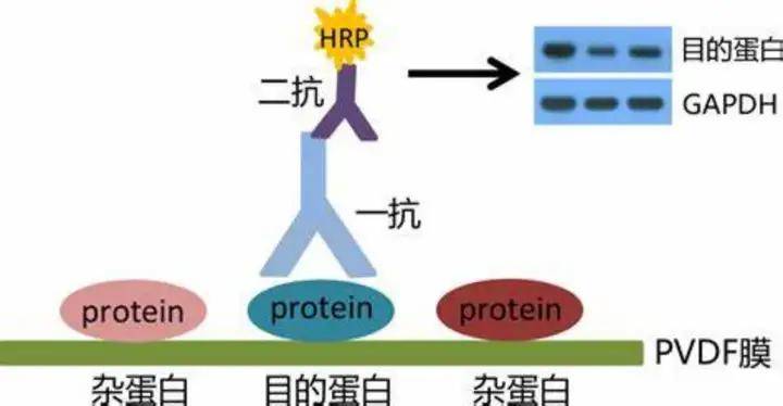 从药物初筛到验证：磷酸化蛋白检测的最优技术组合策略