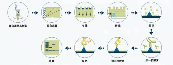 从药物初筛到验证：磷酸化蛋白检测的最优技术组合策略